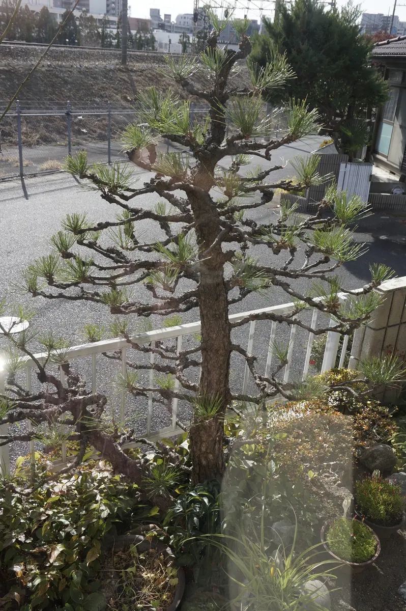 園芸素人です。詳しい方にいくつか教えていただきたく投稿しま