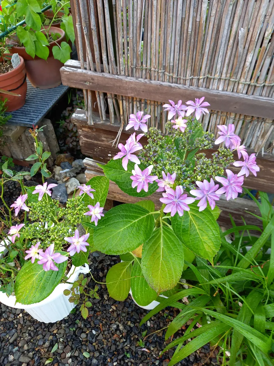 P㉘アジサイ「薄暮」10.5cm KAMOセレ 昨年挿し木した小苗 昨年挿し芽