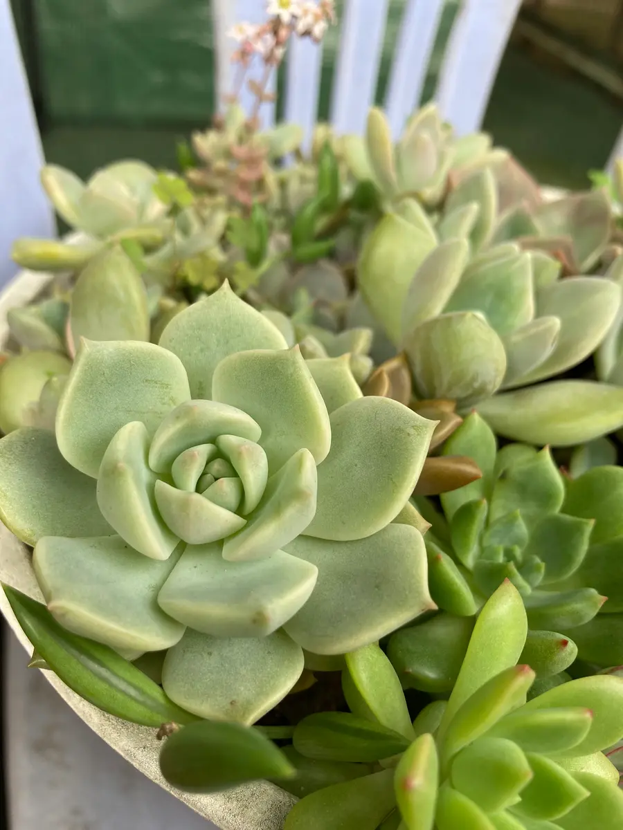 多肉植物緑ボタン2カット(カットに付き根っこ有りません)