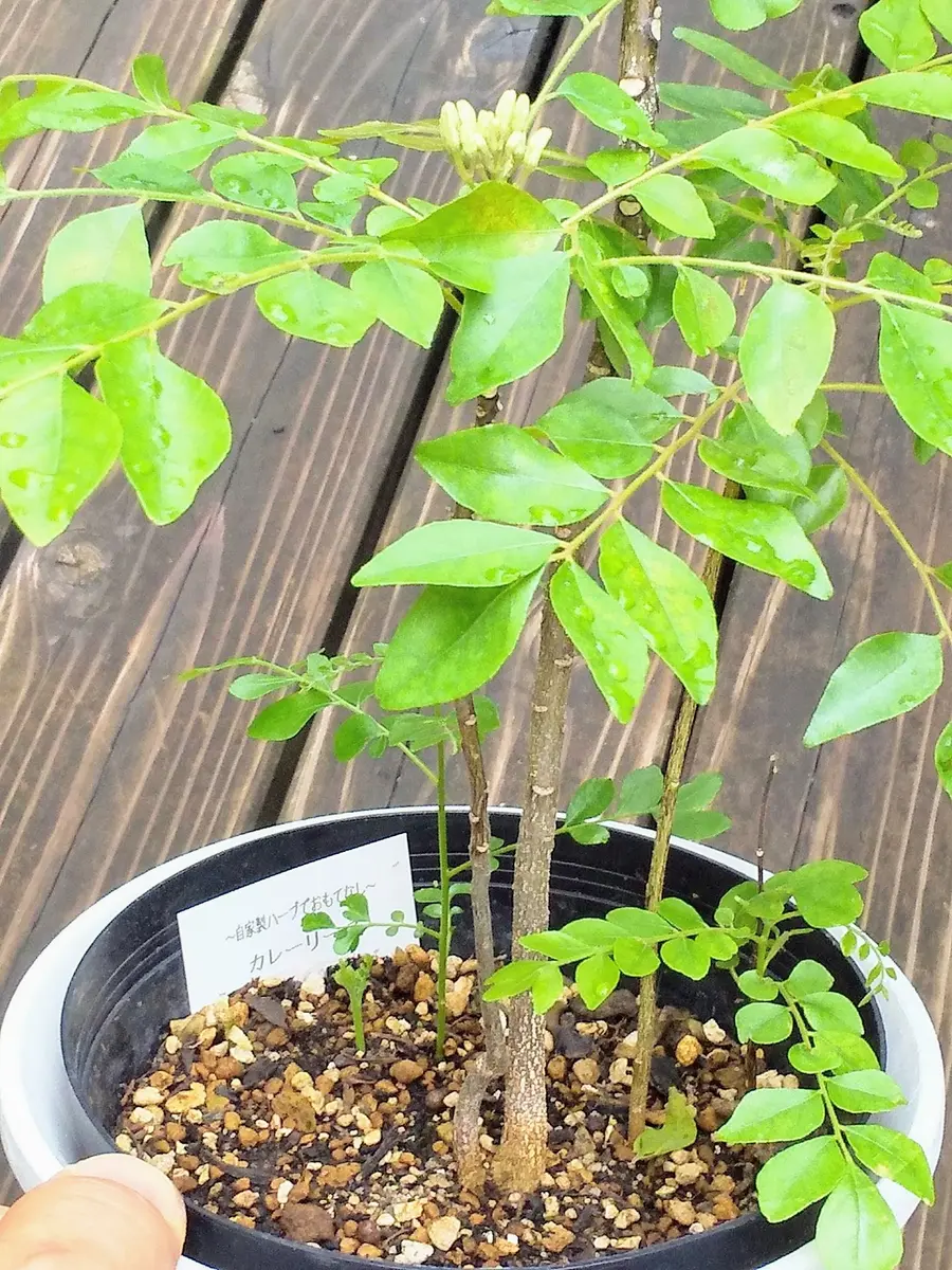 カレーリーフの育て方についてアドバイス頂きたいです。苗から