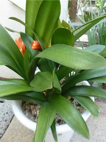 君子蘭の子株が出来ません。20年近く栽培していますが一度も｜園芸