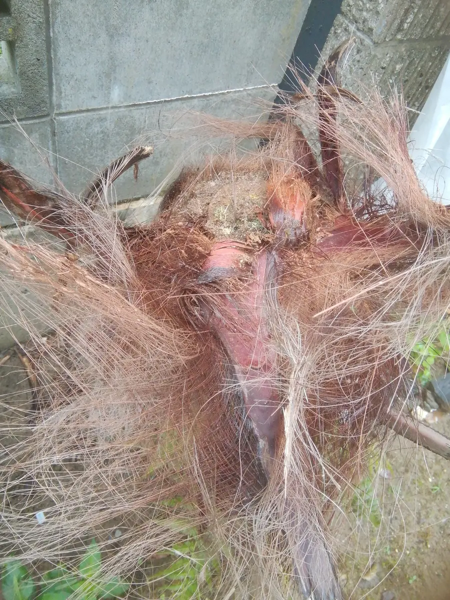 家の畑に50年以上前から立っている棕櫚の木が4本あります。木