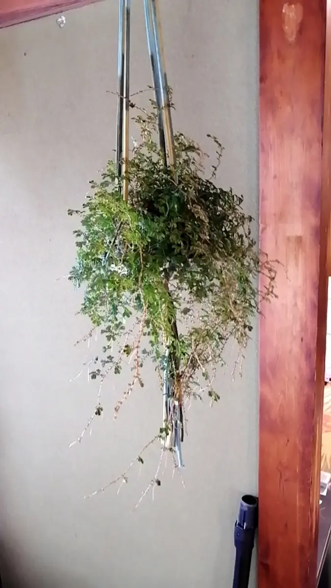 こちらの観葉植物の名前を忘れてしまいました。葉がとても小さ 