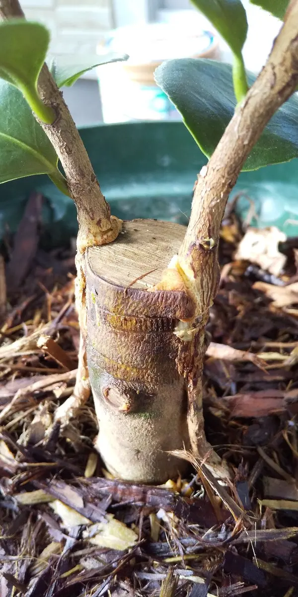 夏用挿し穂 挿し芽初心者です。よろしくお願いいたします。庭の椿の挿木｜園芸