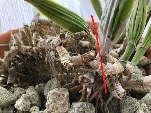 数年ぶりに白いカトレアが2輪咲きました❣大好きな花ですが名前