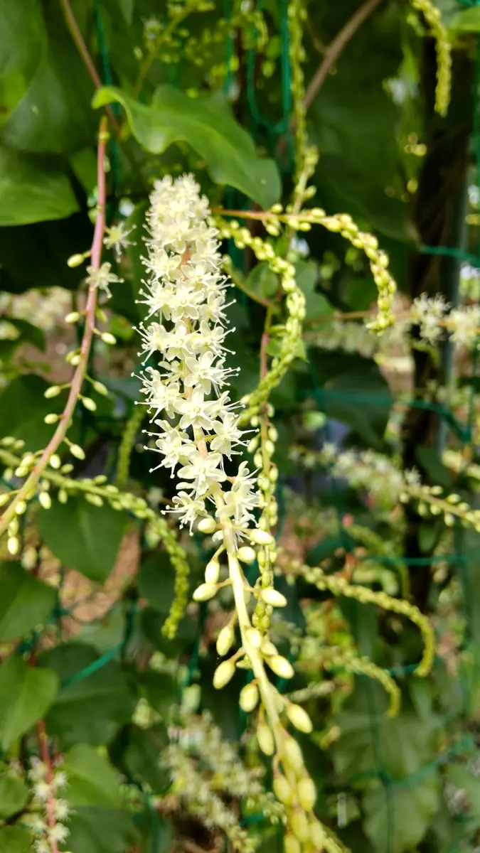 この植物の名前を教えて下さい。蔓性で、○○カズラと呼びたいよ