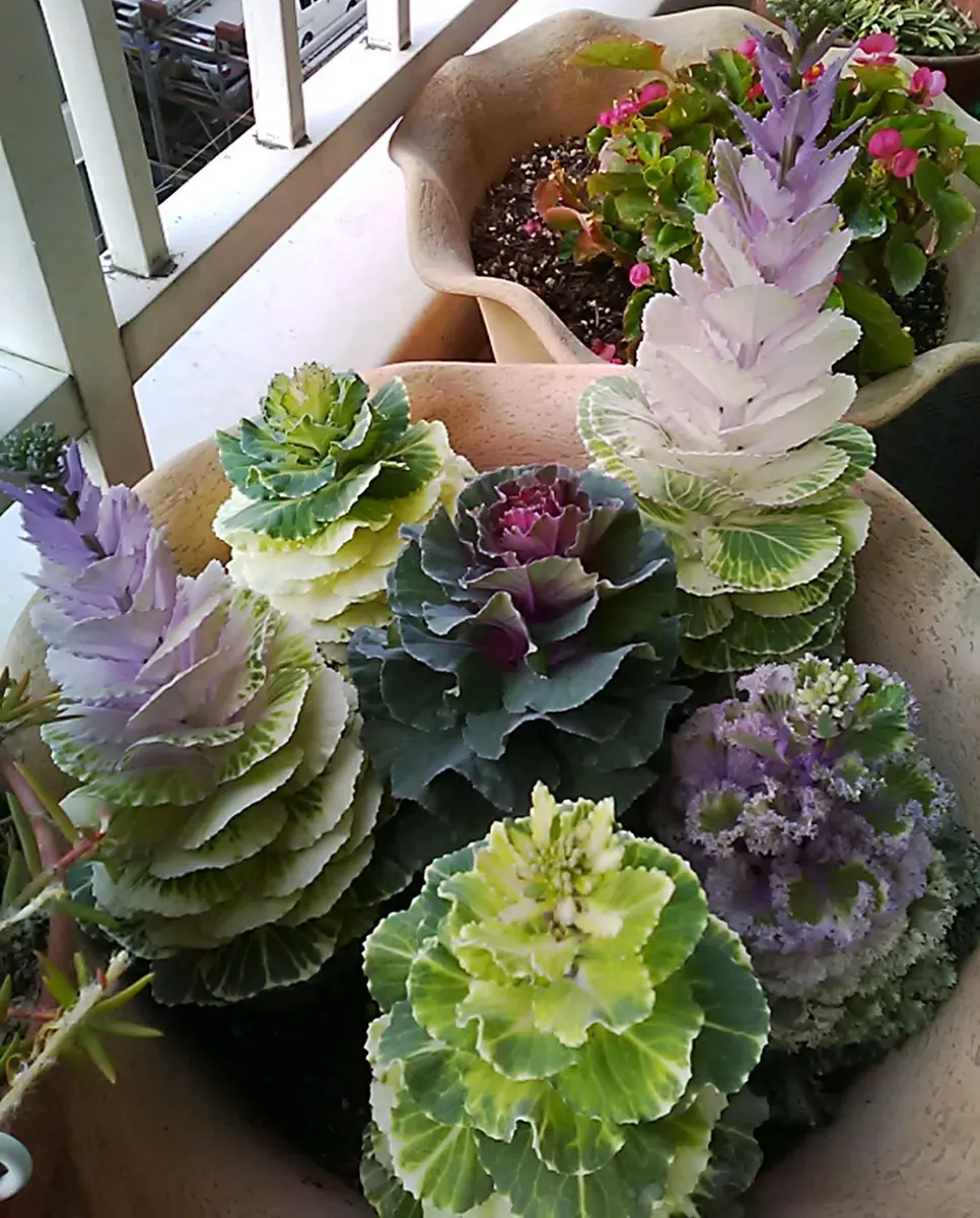 ミニハボタンのアレンジ・世話について」奥さんがミニハボタ｜園芸