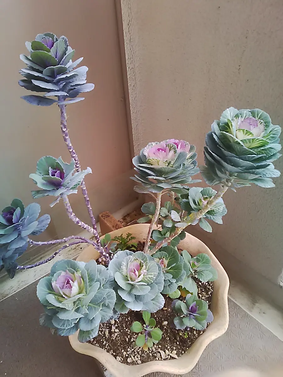 ミニハボタンのアレンジ・世話について」奥さんがミニハボタ｜園芸