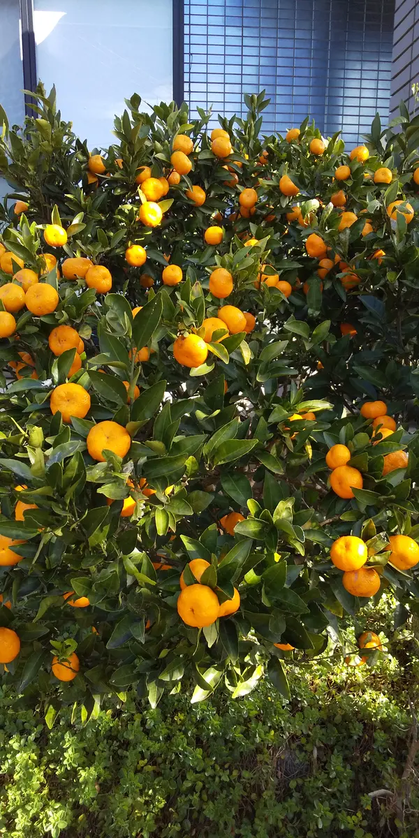 みかんの木　目隠し　植木　庭木　ガーデニング みかんの木 目隠し 植木 庭木 ガーデニング