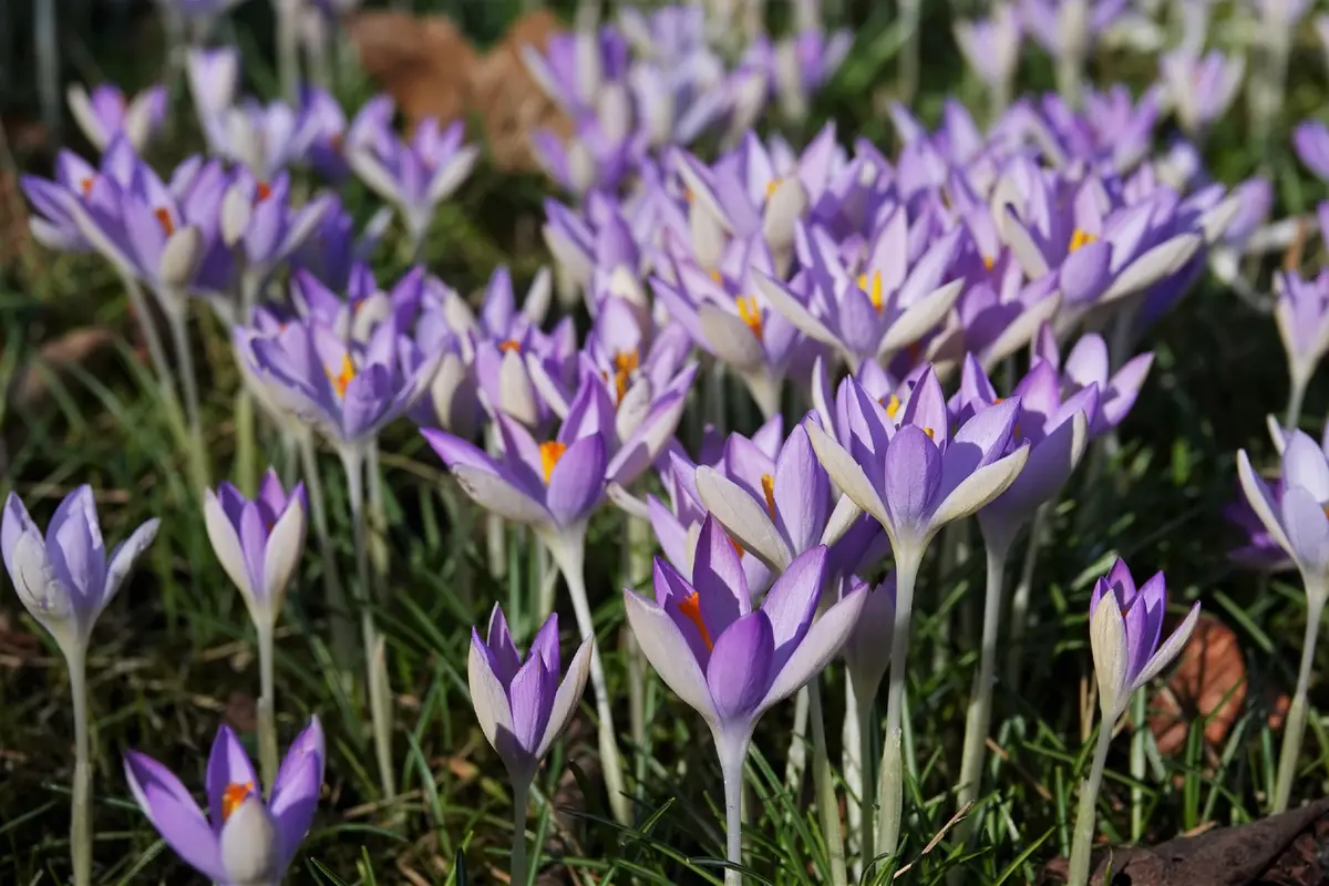 【海外限定】 mercariで今開花してるクロッカスを購入しました。我が家の早咲 花