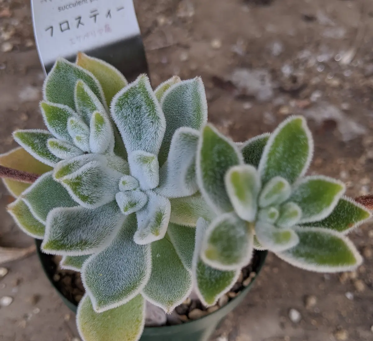 この2つの多肉植物の名前を教えてください。それから元気かどう