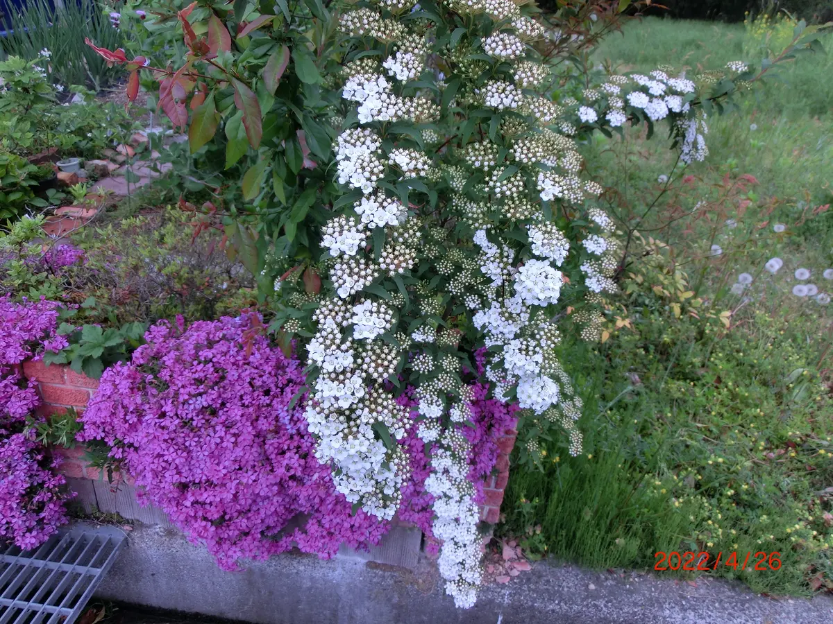 2cm以下 小花 バーベナ コデマリ てまり他 染花 NO 34 押し花素材 き 