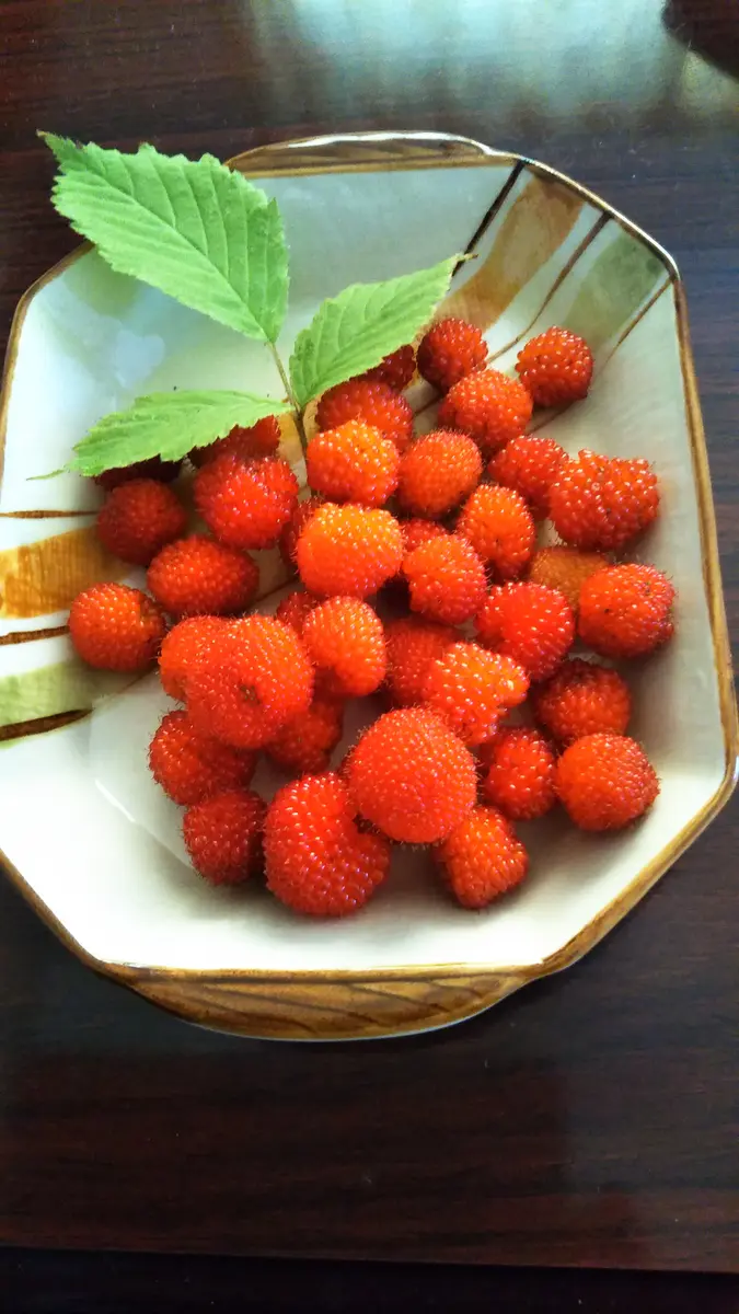 🍓💚❤️ 皆さまこんにちは！ 3/18（火）から J-CRAFT TRIPの新