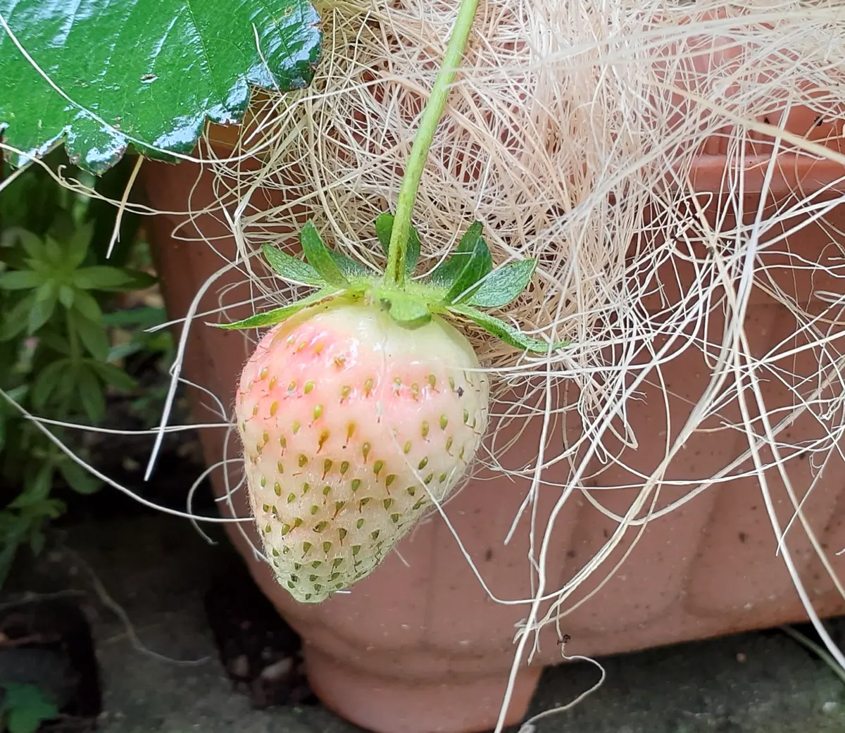 プランターで栽培している苺です。写真のように茶色く変色し腐