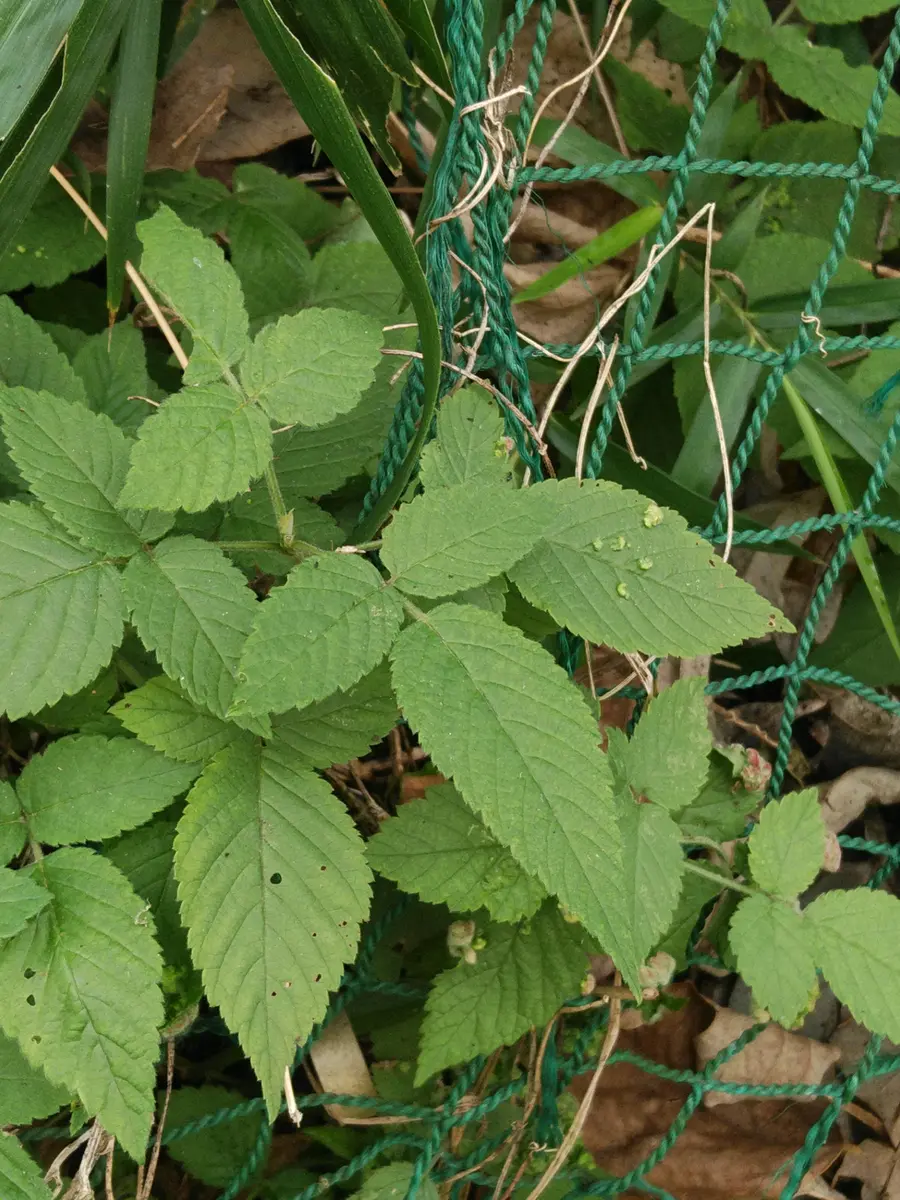 野イチゴっぽい？葉っぱです。小さい棘が沢山あります。日当