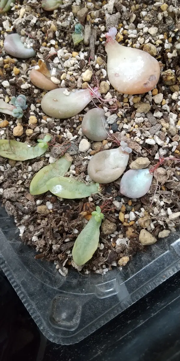 多肉植物の抜き苗をメルカリで購入したら、おまけで差し葉をい