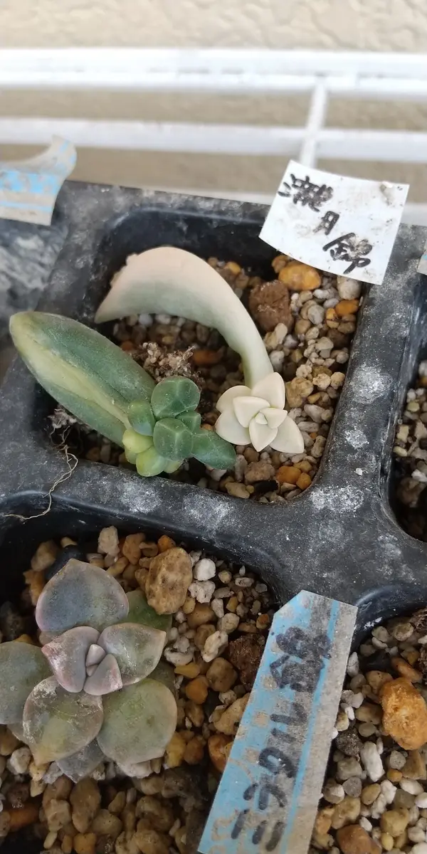 多肉植物の抜き苗をメルカリで購入したら、おまけで差し葉をい