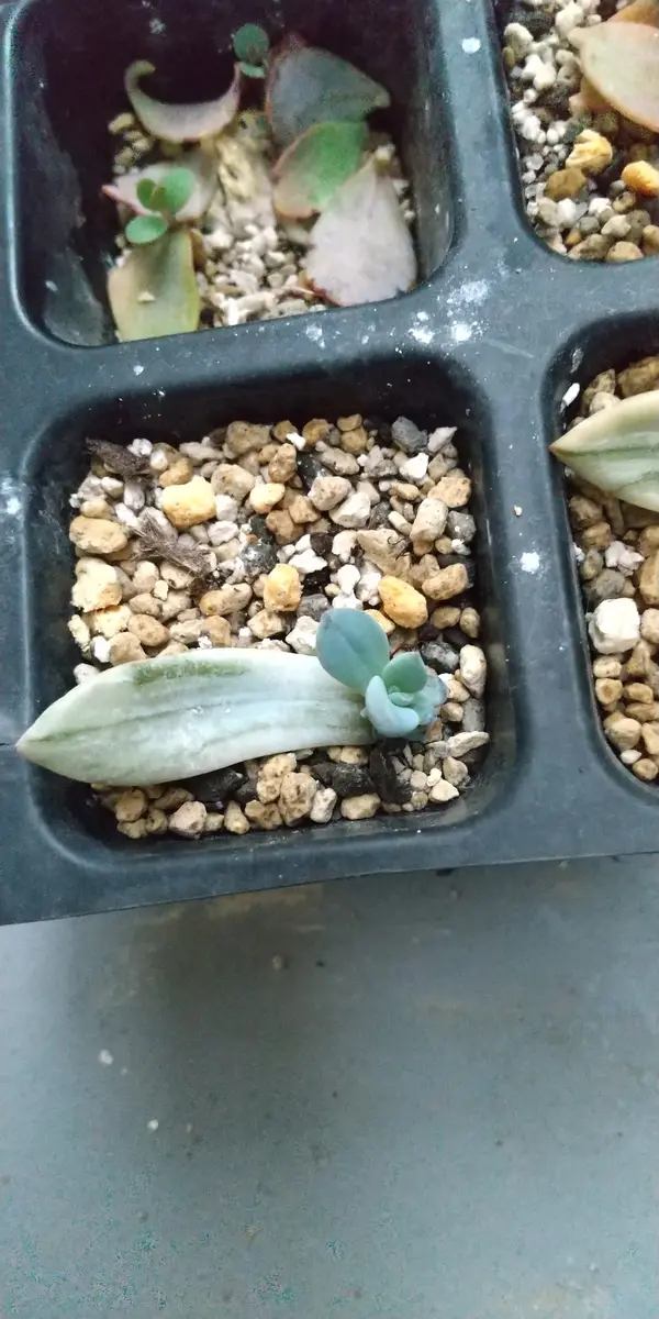 多肉植物の抜き苗をメルカリで購入したら、おまけで差し葉をい