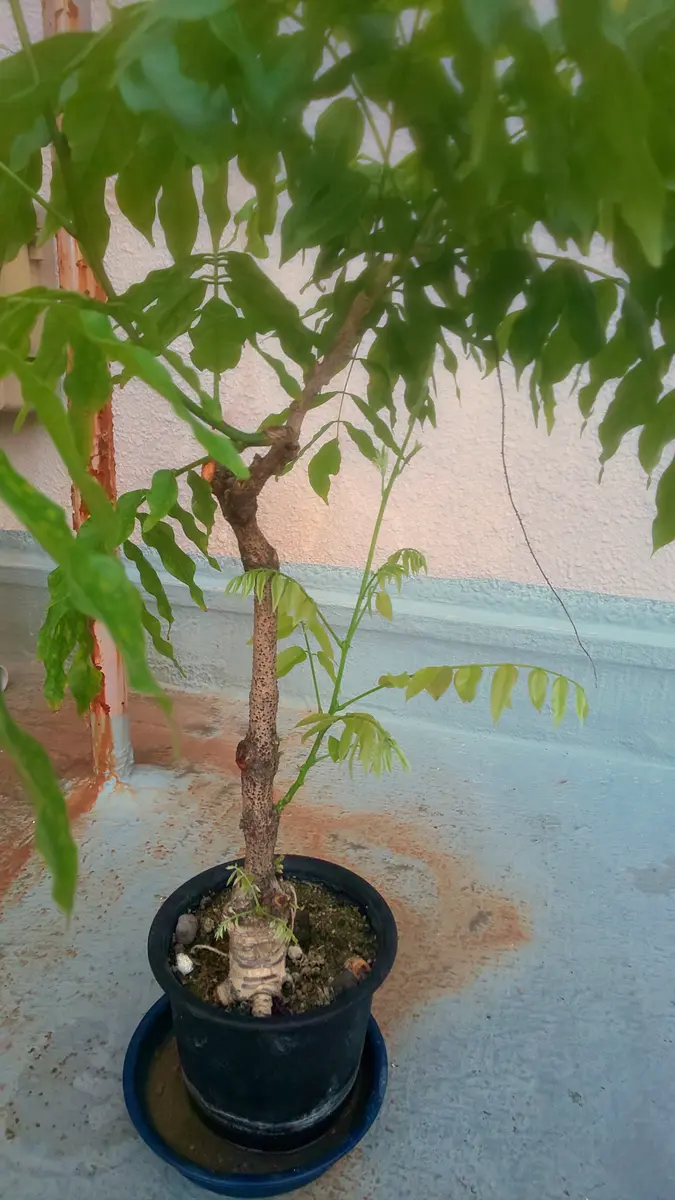父の形見。最後の【藤の木・鉢植え】です。運んで来た2月初旬