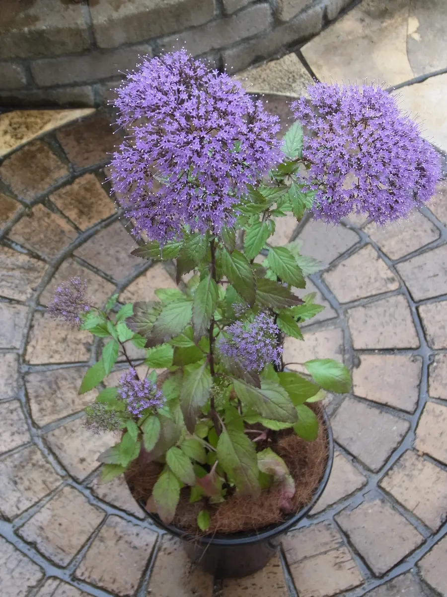 白い鉢に生えてきた植物の名前を教えてください。家で見かける 白い鉢に生えてきた植物の名前を教えてください。家で見かける