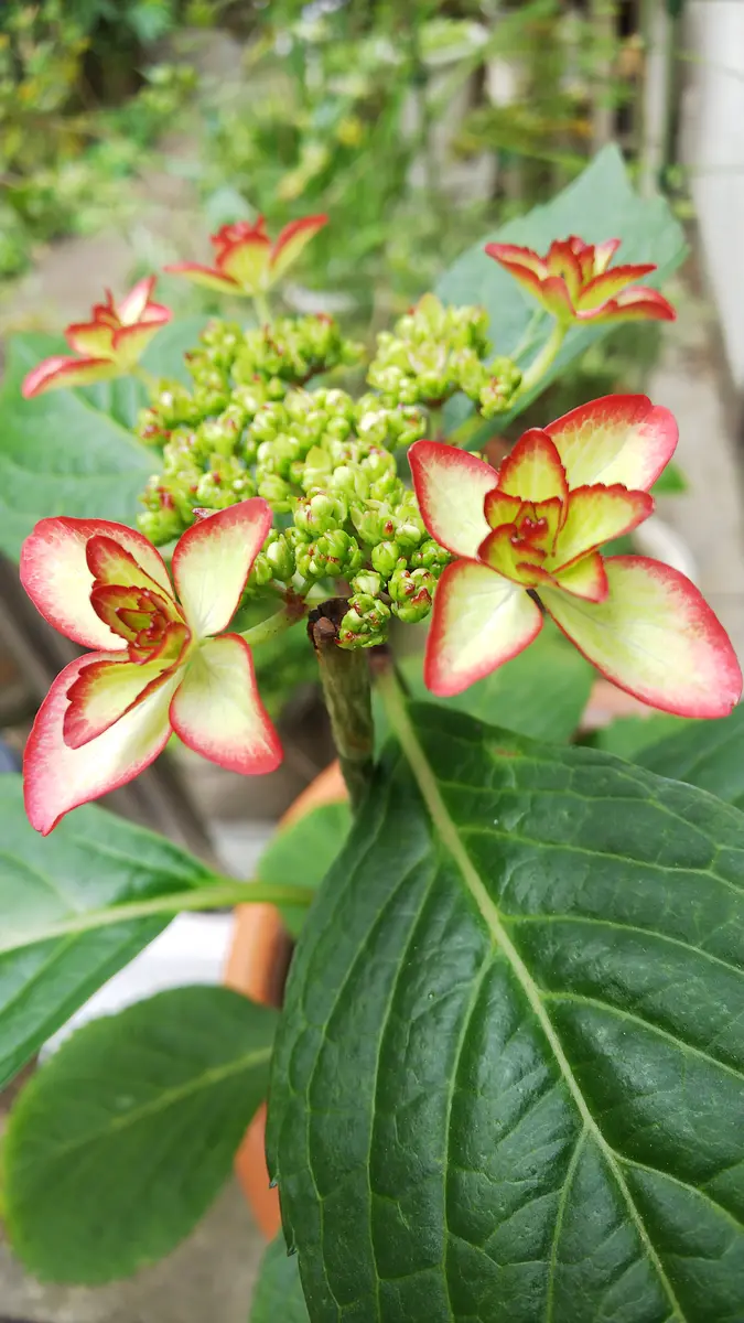 紫陽花ひな祭り花が咲いてから日が経ちますがピンクだった花