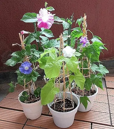 朝顔が伸びてきません。子供がもらってきたアサガオのタネを5｜園芸