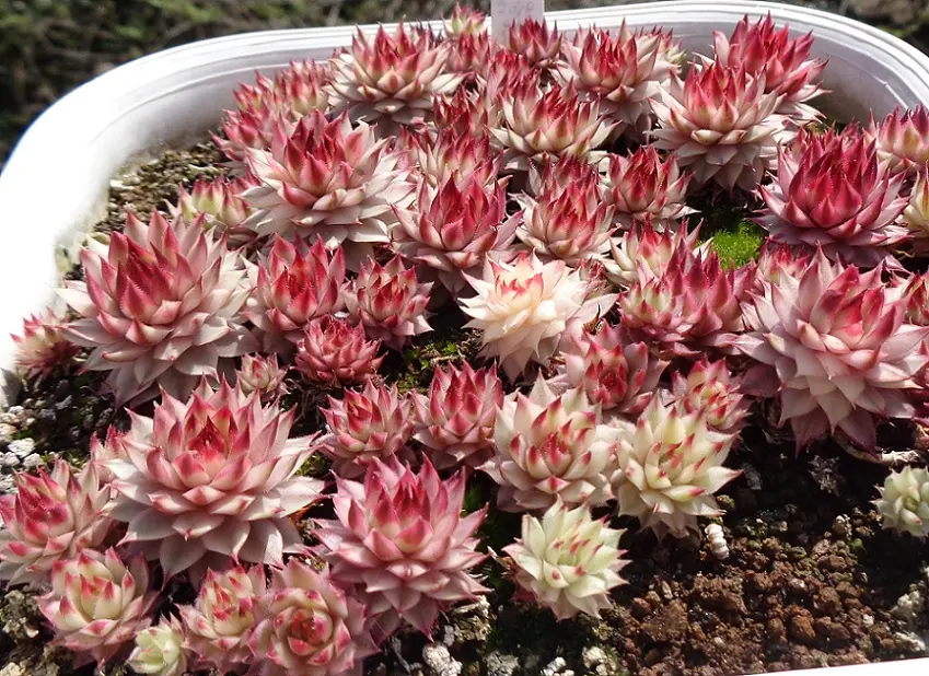 前日まで何事もなかったのですが、センペルビウムが突然枯れて