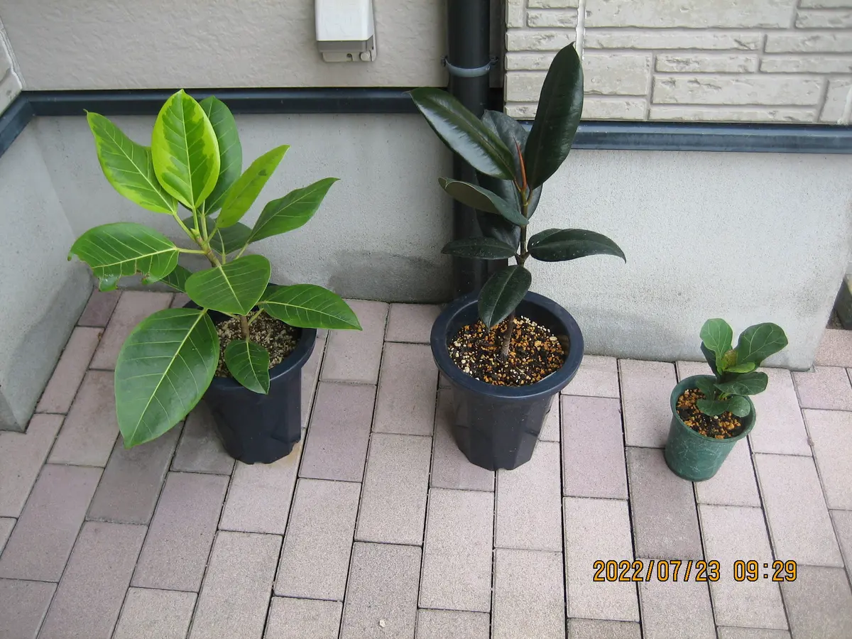 早速ですが、相談させてください‼︎アルテシマ 180㎝ 半年ほ｜園芸