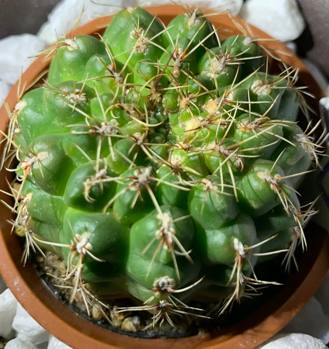 皆さま、教えてください。サボテン初心者です。近所の園芸店｜園芸