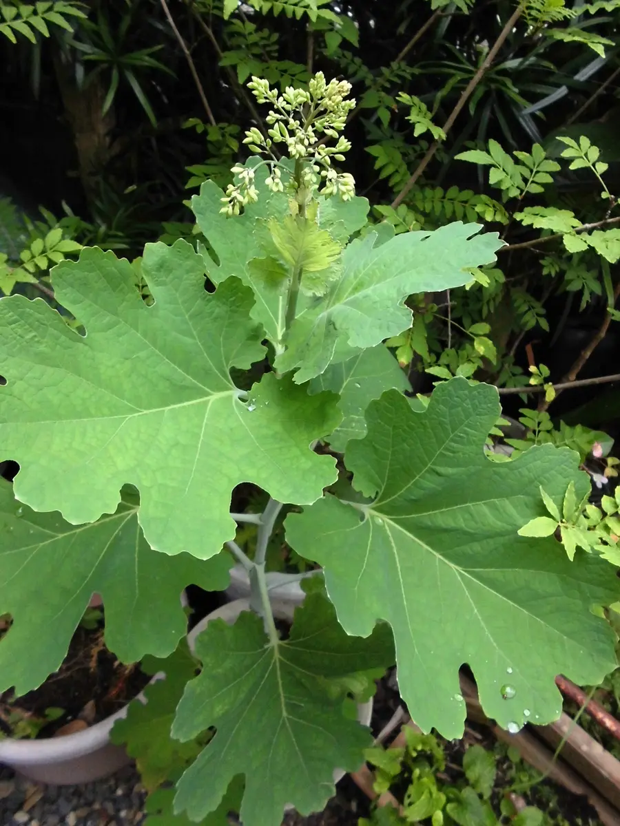 最初見つけた時は変わった葉っぱの草？と思い少し様子みようか