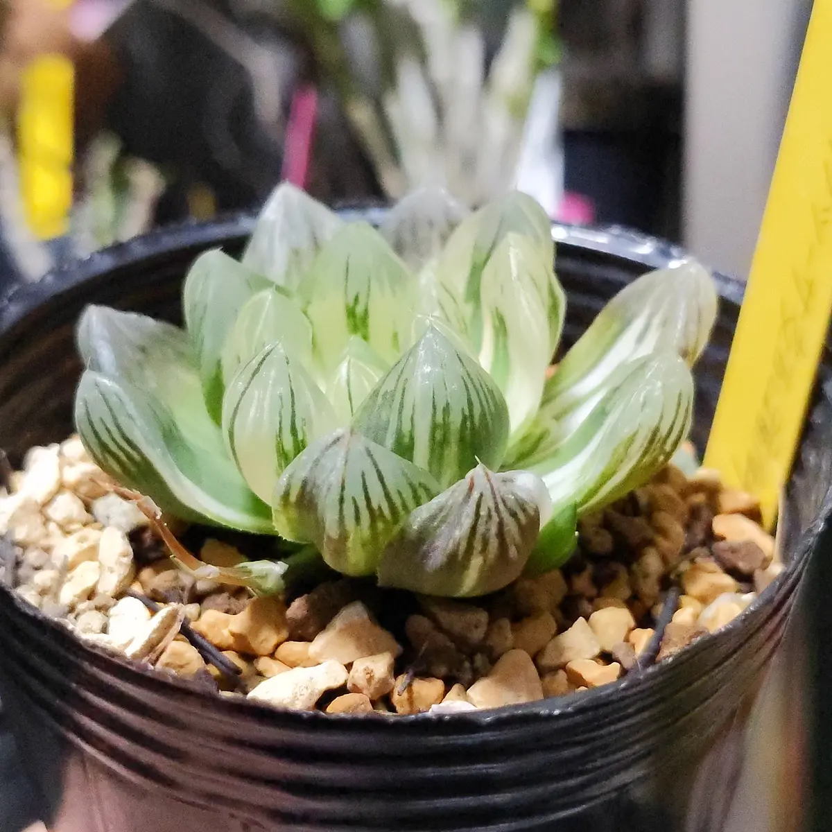 多肉植物のハオルチア オブツーサです。見た目は元気な様子だ｜園芸
