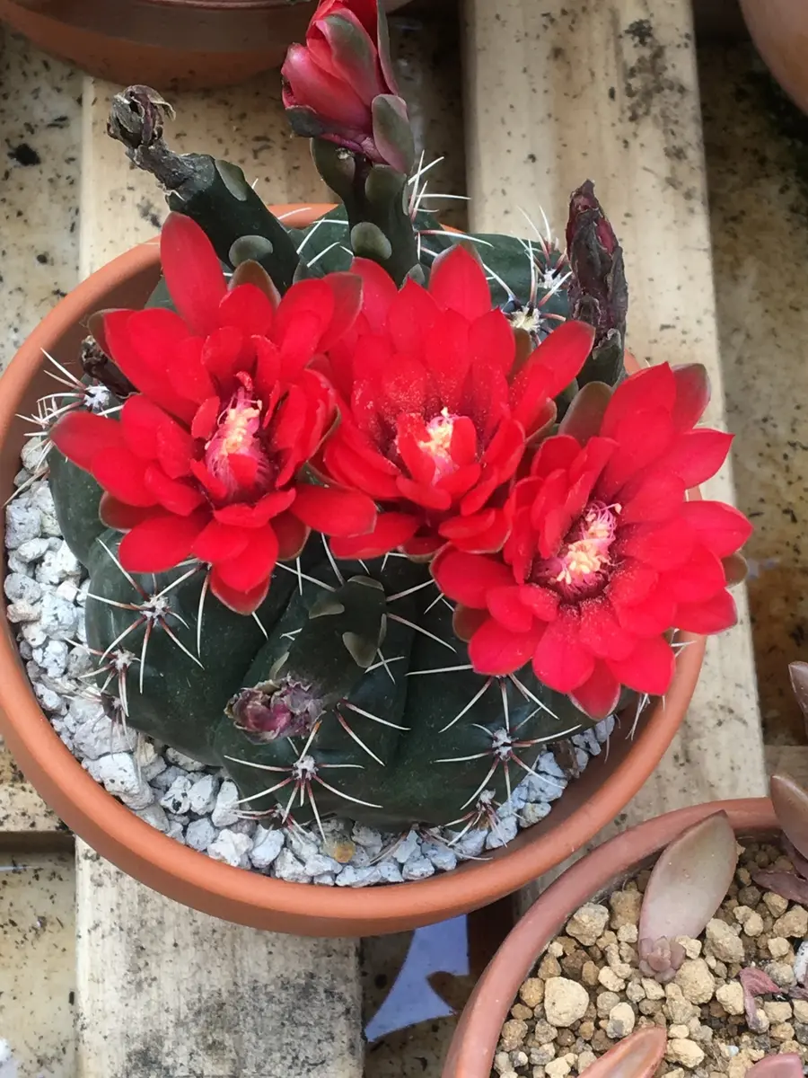 20年以上実家で育てています。緋花玉だと思います。今年にな