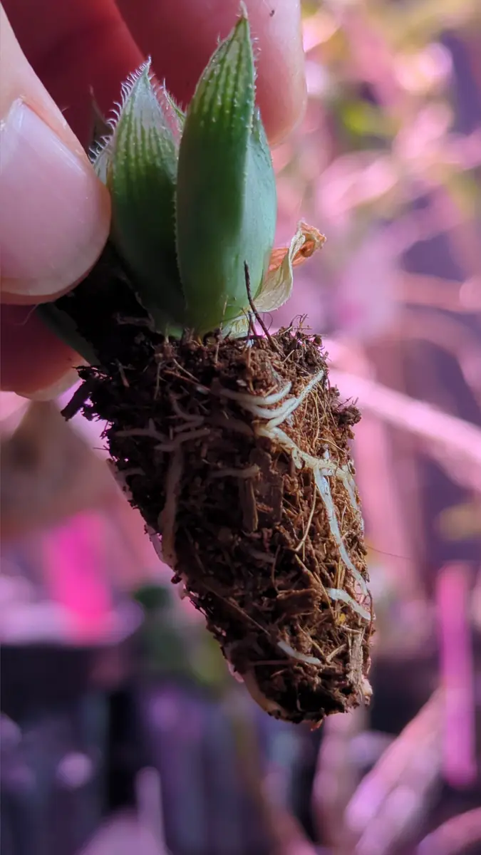 カット苗で購入した多肉植物のオブツーサが、根も出ず、次第に カット苗で購入した多肉植物のオブツーサが、根も出ず、次第に