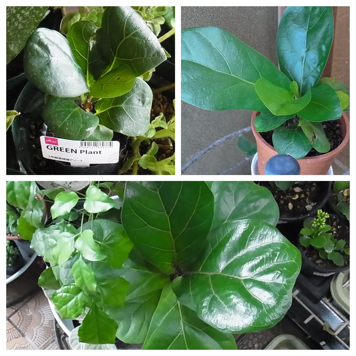 フィカスの葉が一枚だけ巨大になっています。バランスも良くな