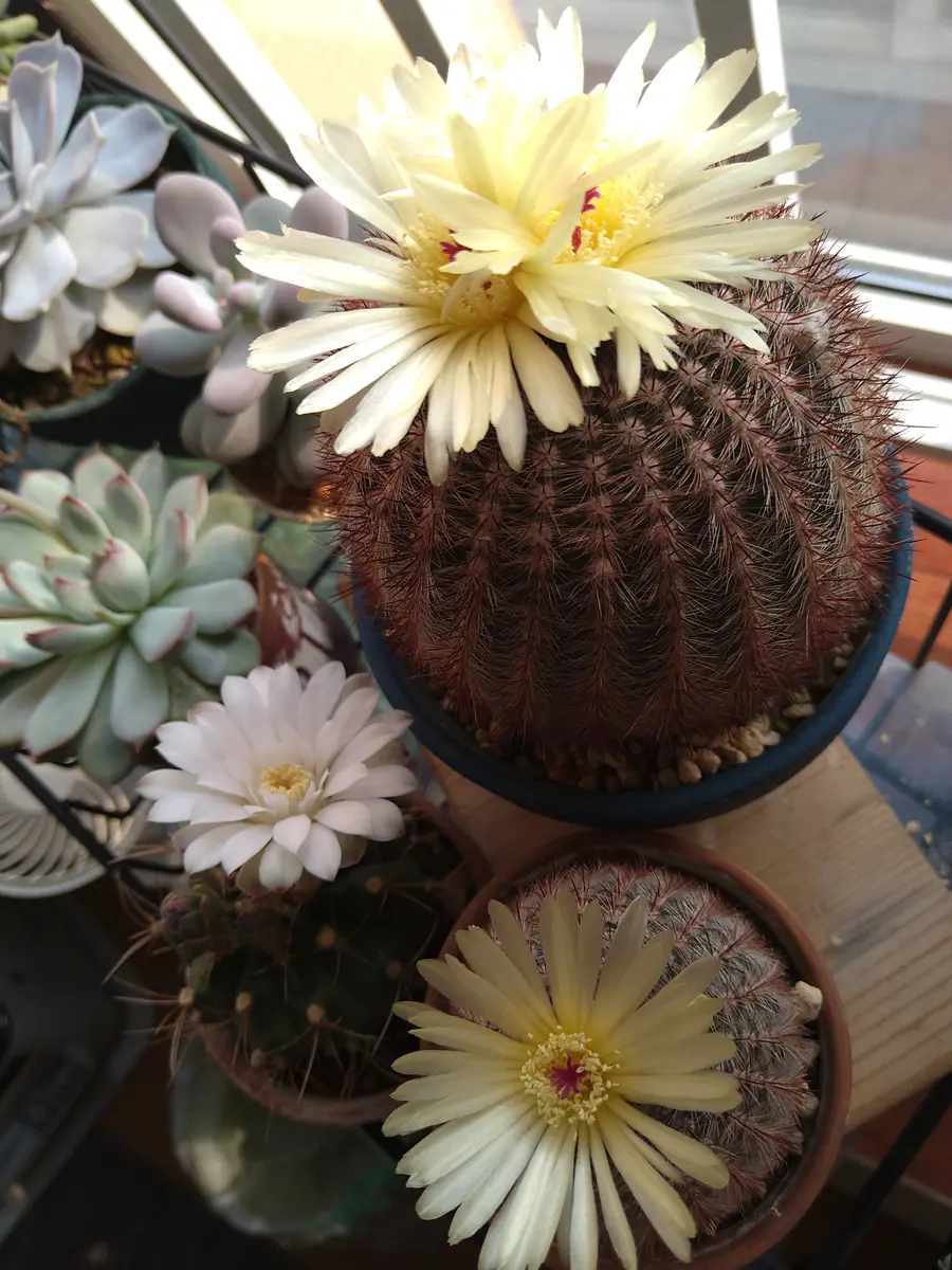 艶鶴丸（エンカクマル) 花サボテン カキコ1つ 流通量が少ない 艶鶴丸