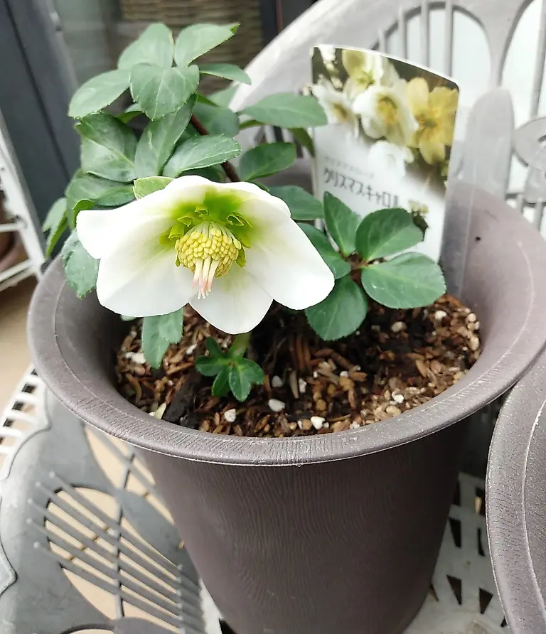 かーくん様専用 クリスマスローズ セット 【公式通販】