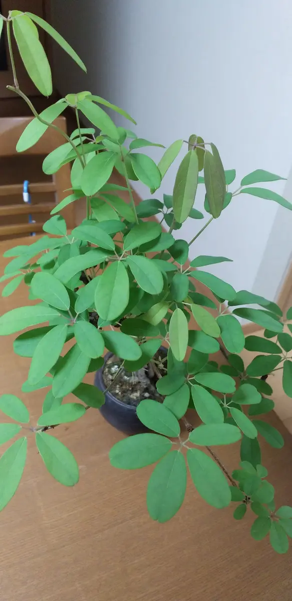 はじめまして。陽当たりだけは最高の庭に難儀しています。よろ