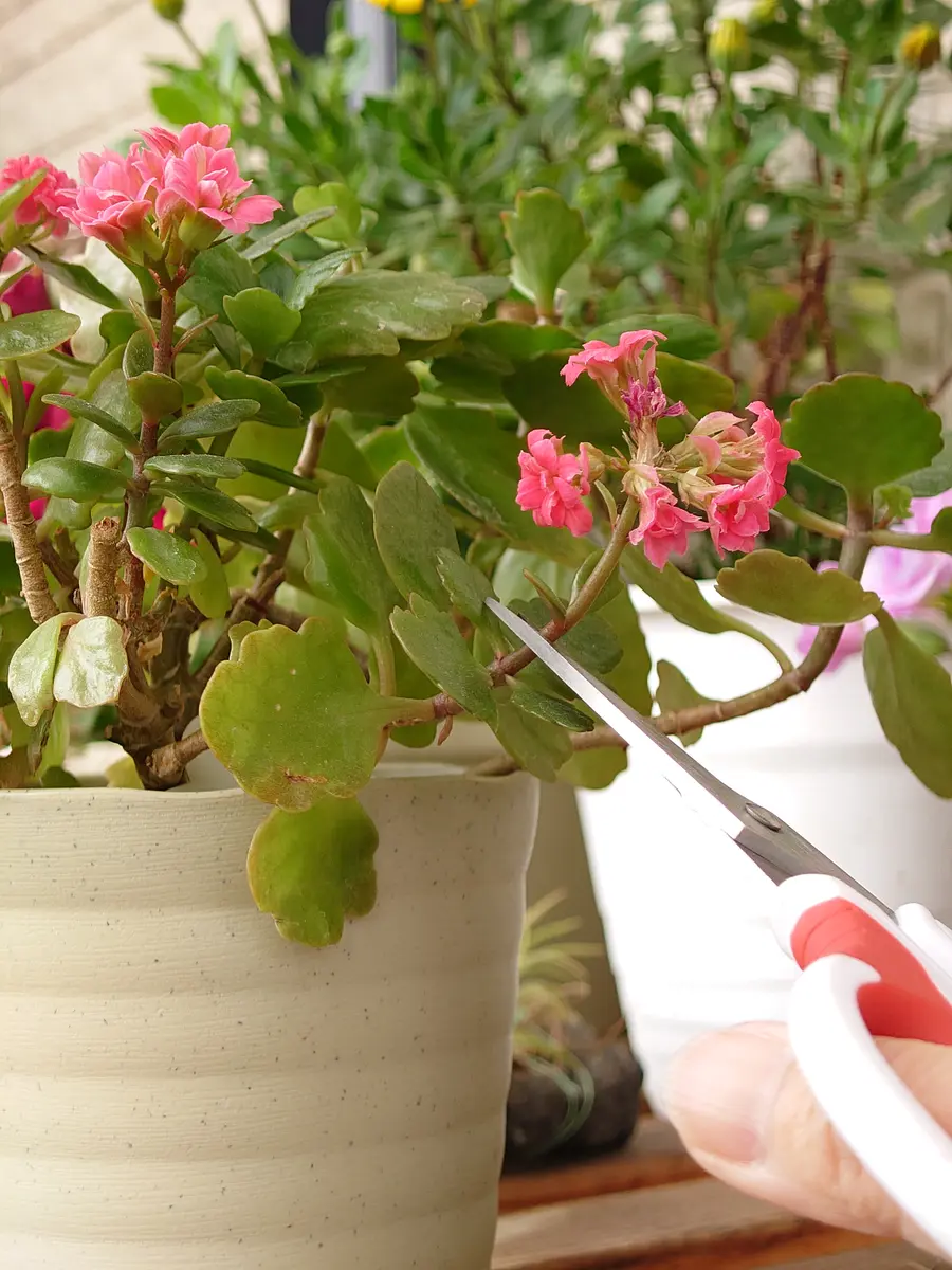 カランコエ 小型 鉢植え 黄色とピンク カランコエ 小型 鉢植え 黄色とピンク（カランコエ 育て方｜観葉