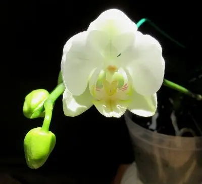【レア！優良母株】品種不明 原種交配ファレノプシス✨子株・花芽多数！胡蝶蘭　洋蘭 mqdefault.jpg