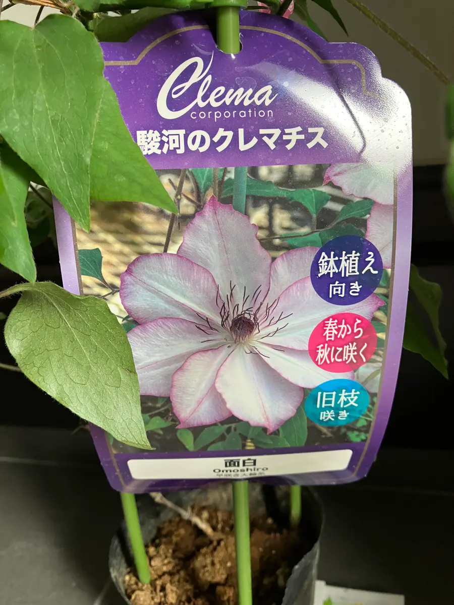 クレマチス 『品種不明』 | すべての商品 | | Junk sweet Garden