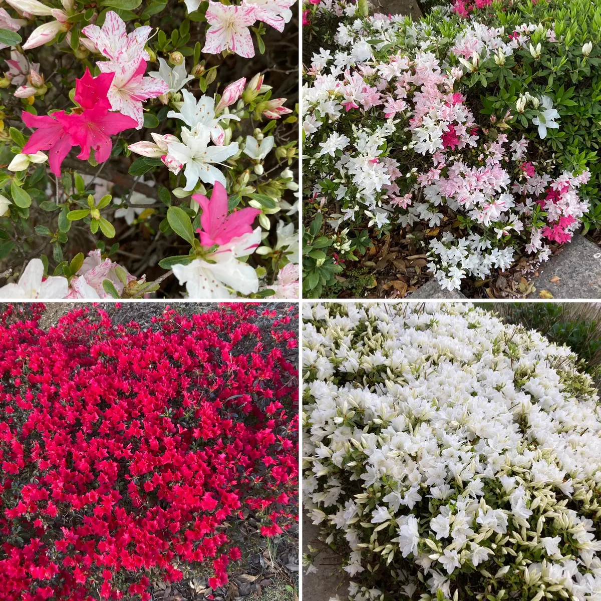 ご近所さんのサツキかツツジか分からないのですが、とても綺麗