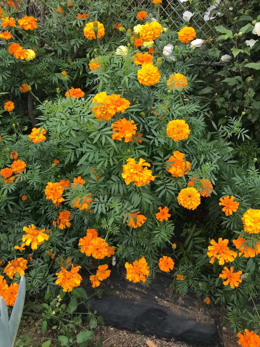 マリーコールドアフリカントールを栽培された事がある方に質問