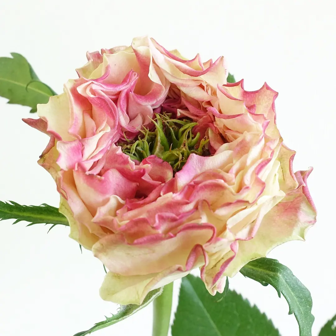 入園入学祝い ケニア切花薔薇大き苗 （我が家の薔薇ですが、名前がわかりませ 花