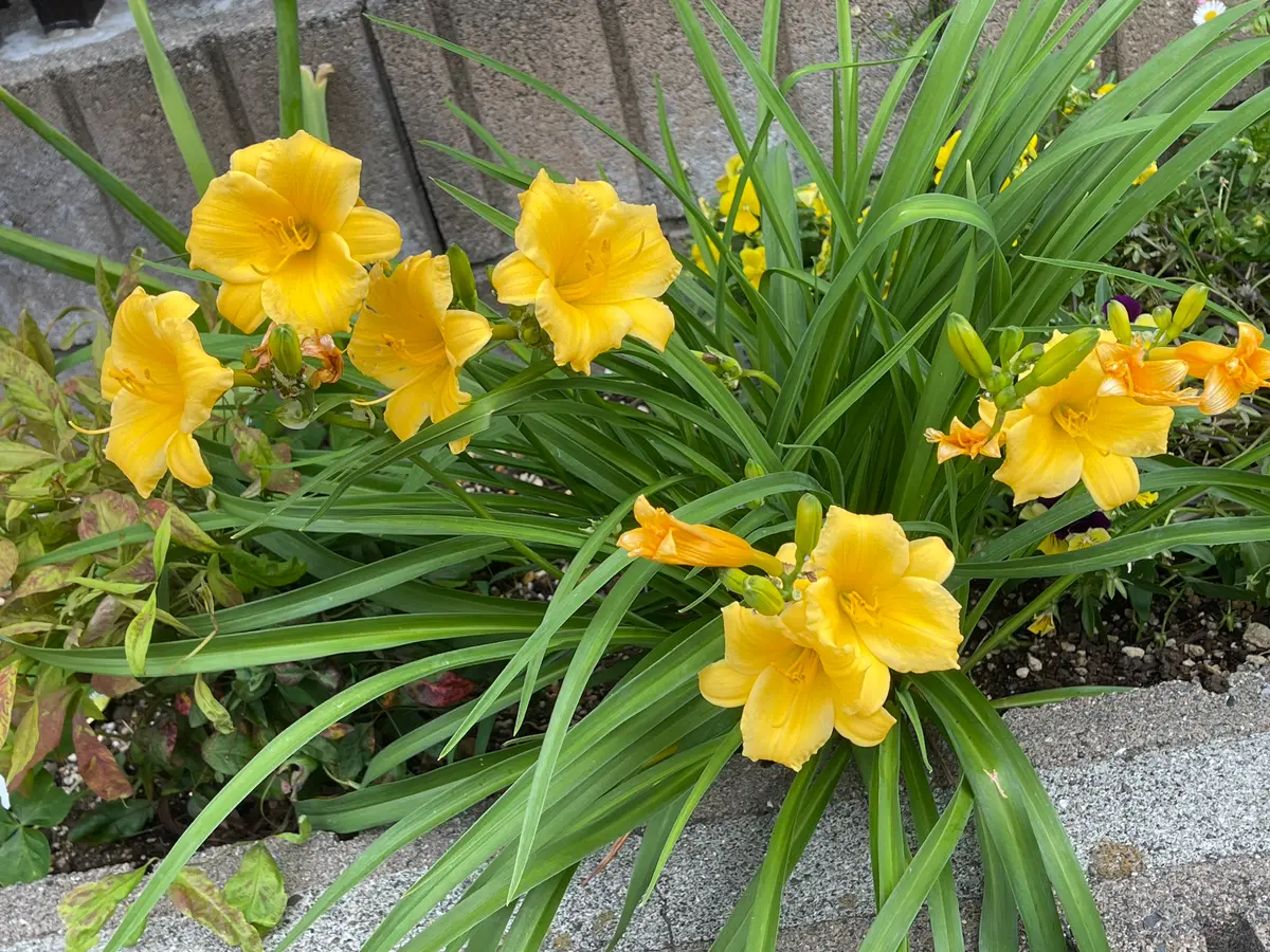 いつもありがとうございます。質問なのですがこのヘメロカリス