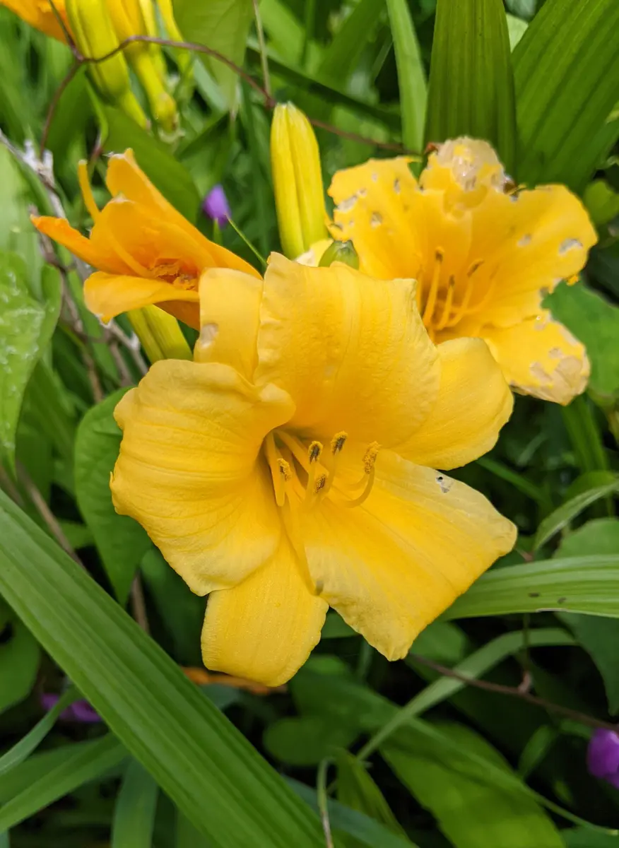 いつもありがとうございます。質問なのですがこのヘメロカリス