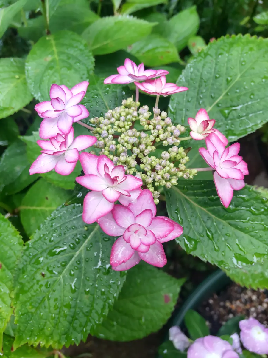 切花　紫陽花　ダズル　1本　サムライ2本 紫陽花の札が無くなってしまい名前たがわかりません。ひな祭