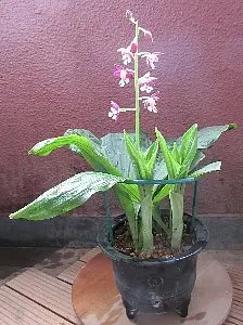エビネが咲きませんでした。 一昨年に道の駅で開花株を購入し｜園芸