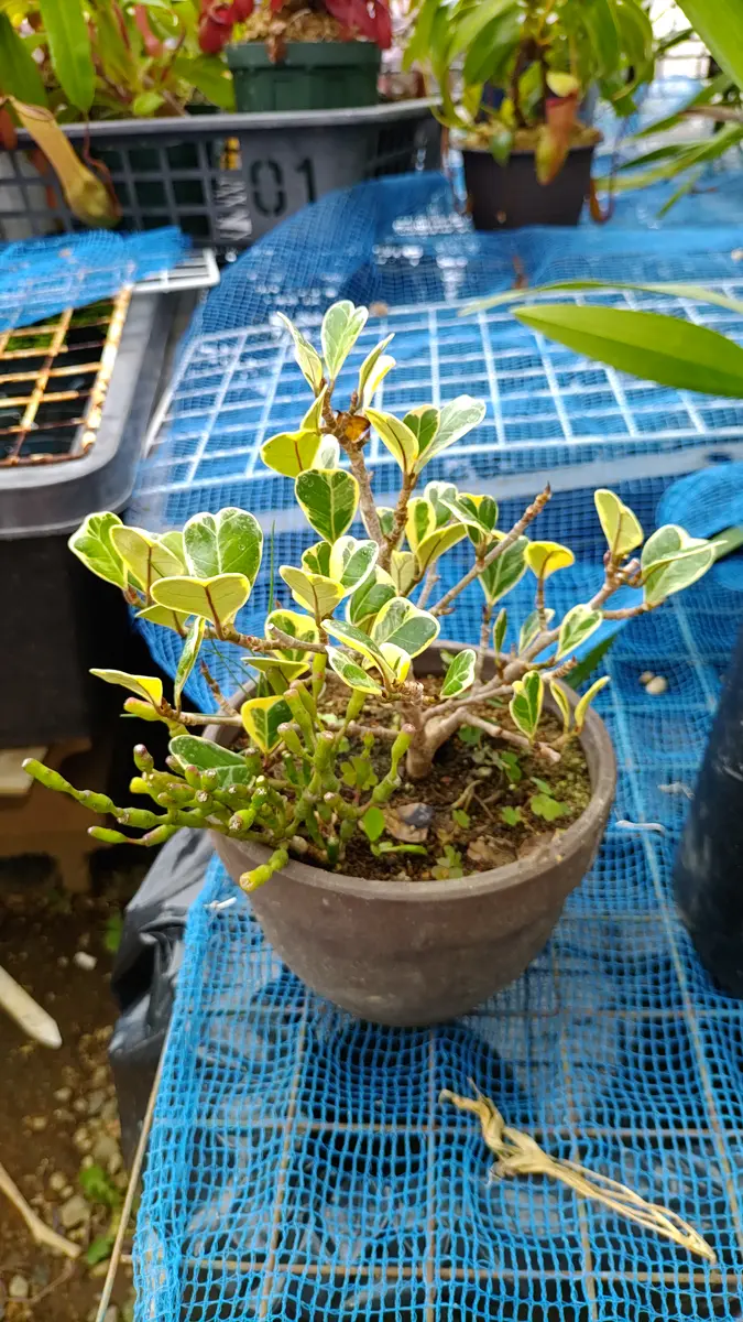 フィカス 観葉植物 新芽、発根済み 発根済】パンダガジュマル 斑入り