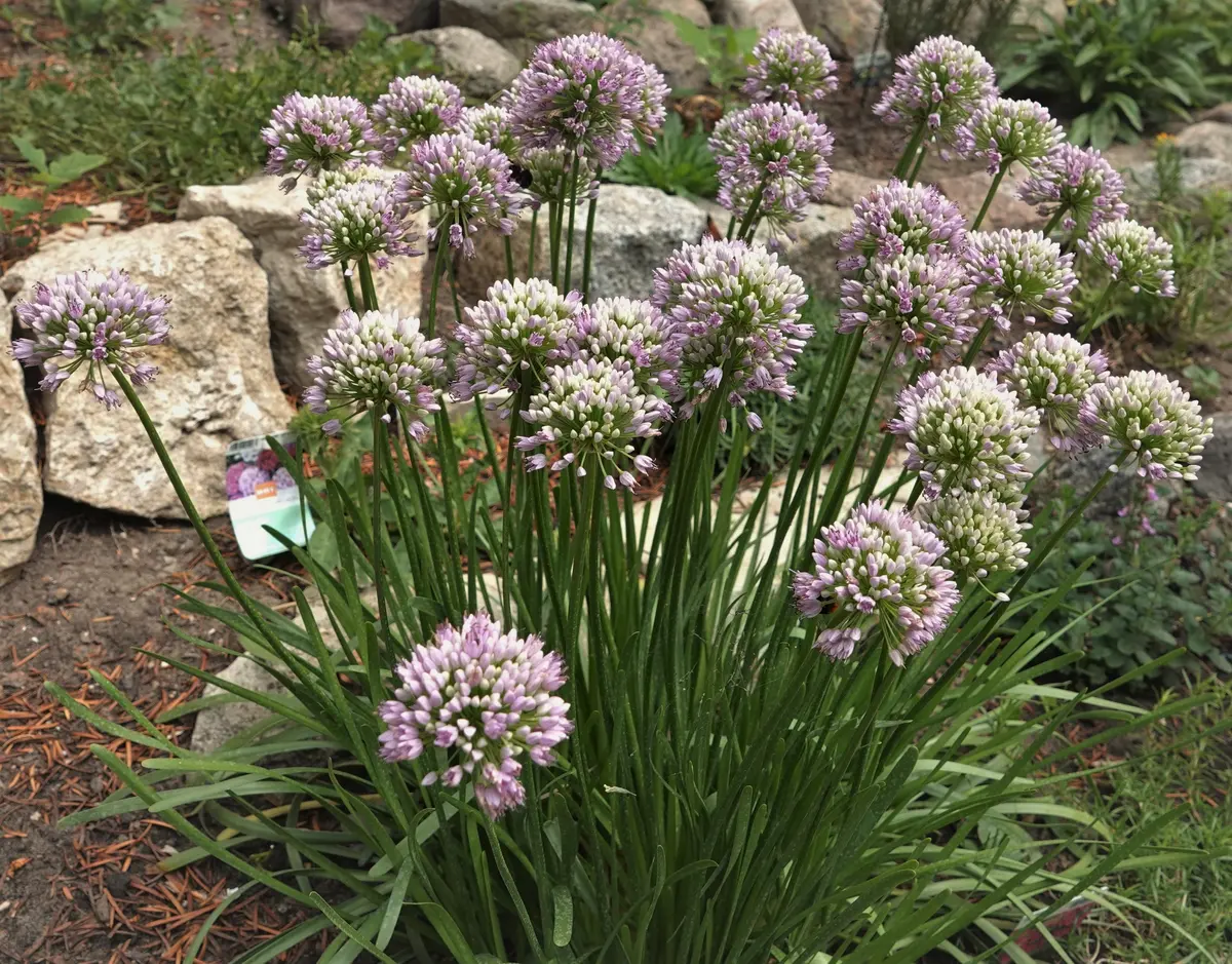 みっさんアリウムアトロプルプレウム リコリススペラード アリウムset無料 アリウム アトロプルプレウム (2球入) - ACID NATURE 乙庭