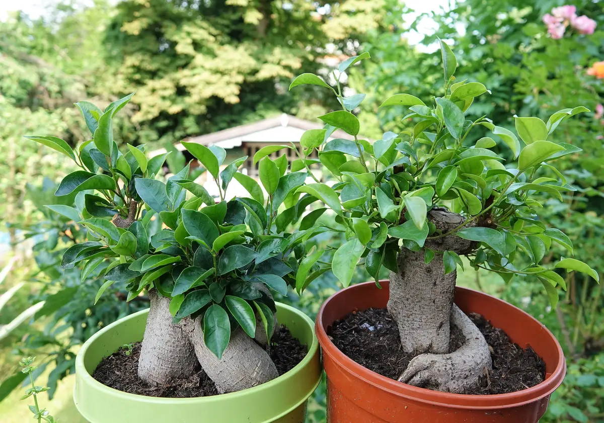 超貴重 太幹 大株 ガジュマル センカクガジュマル 接ぎ木 挿し木 10号鉢